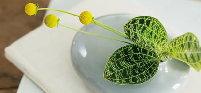 SACCO vase porcelain 02
